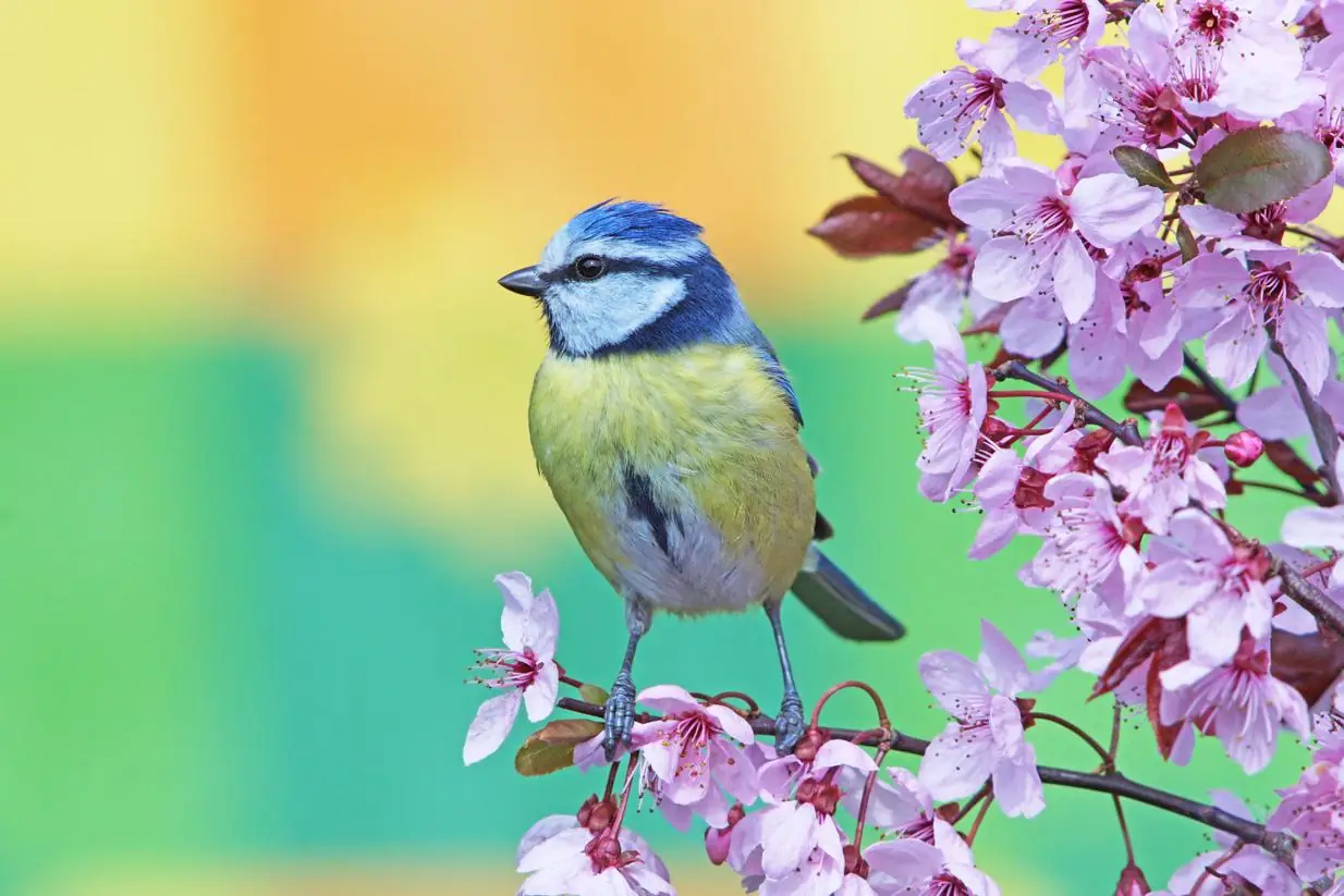 Blue Tit Bird on Purple Leaf Plum Tree