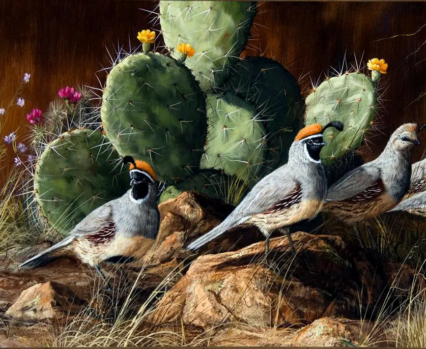 Quails in Blooming Cactus Garden Wildlife