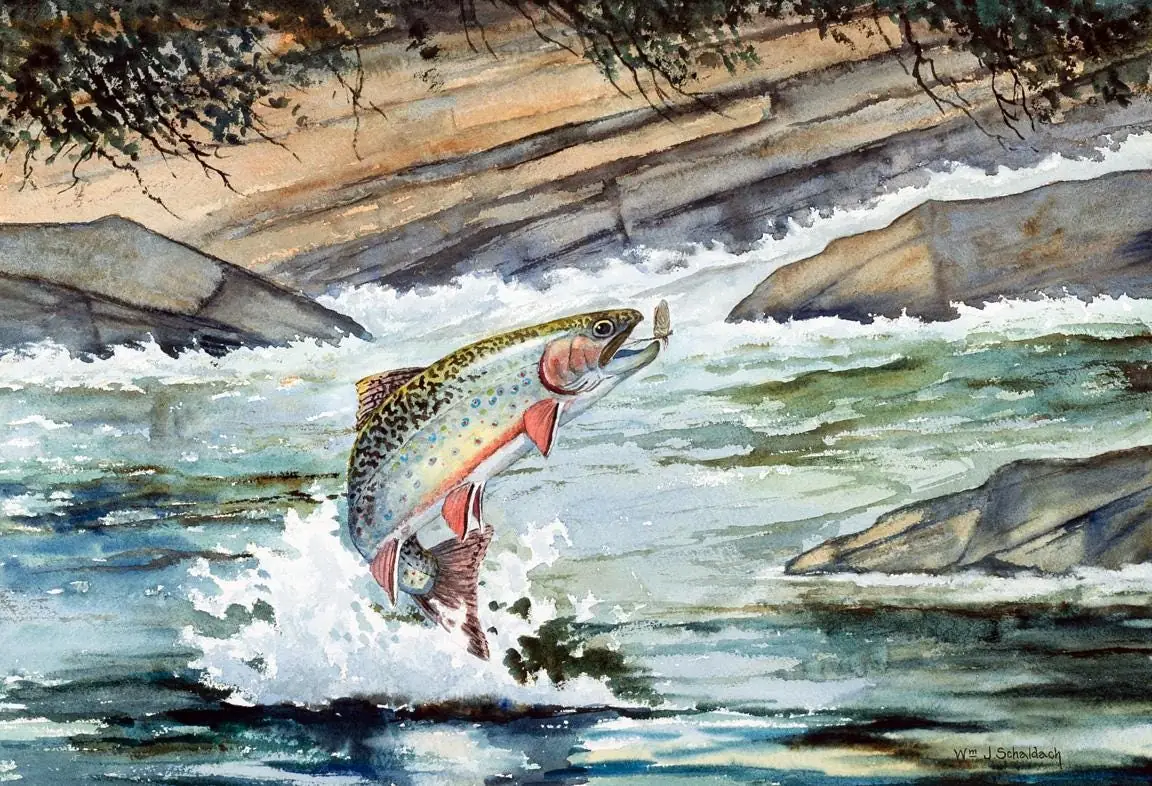 Schaldach, Brook Trout