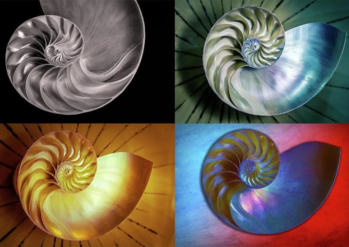 Nautilus Shell