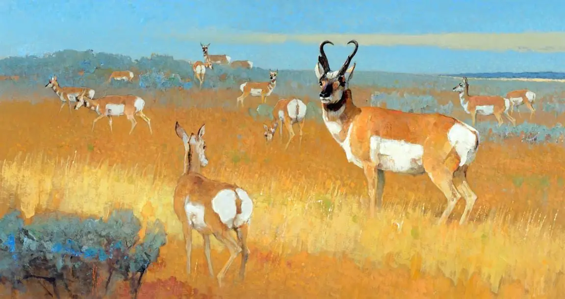 Where the Deer and the Antelope Play