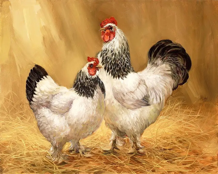 White Rooster and Hen Farm Animals