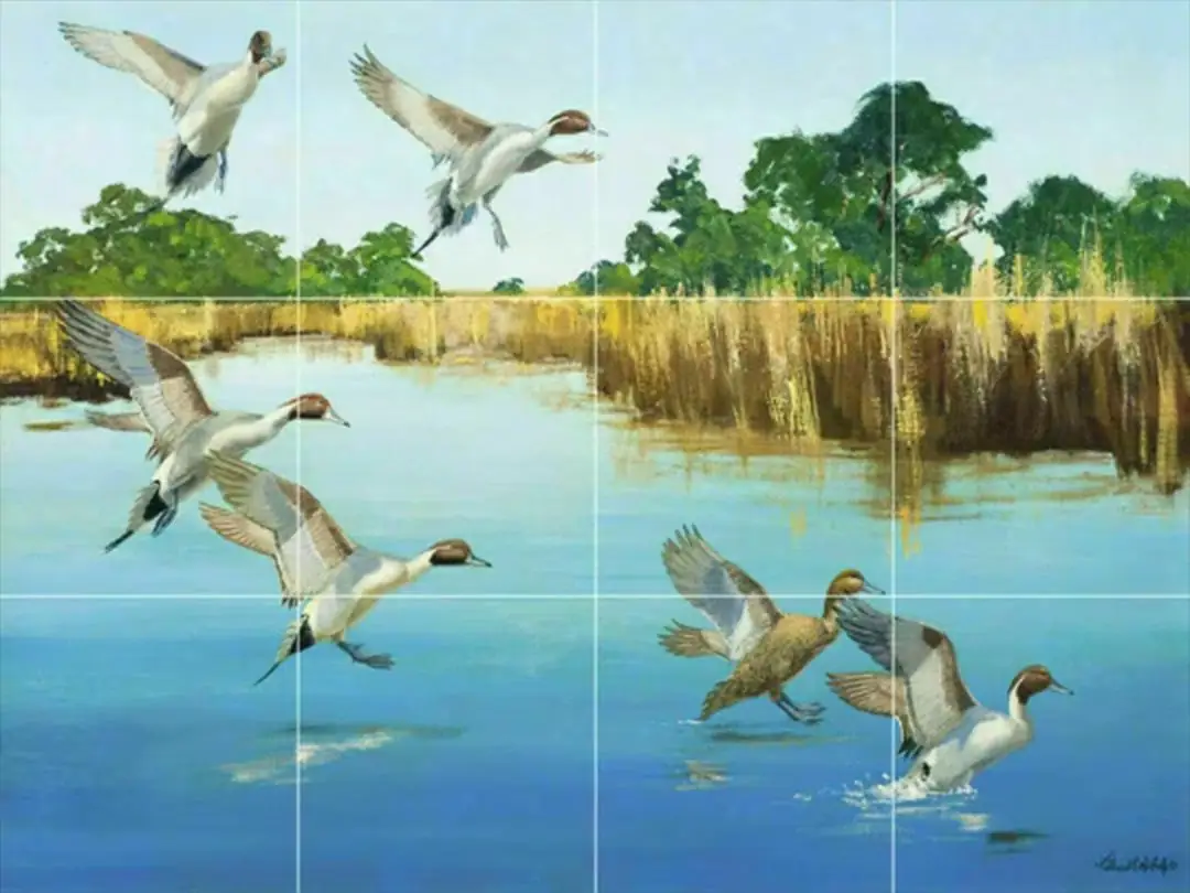 Pintail Wood Ducks Mallard Marsh Landing