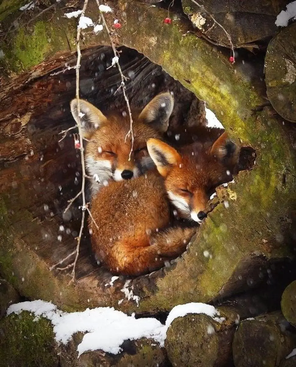 Two Fox Sleeping in Hollow Trees