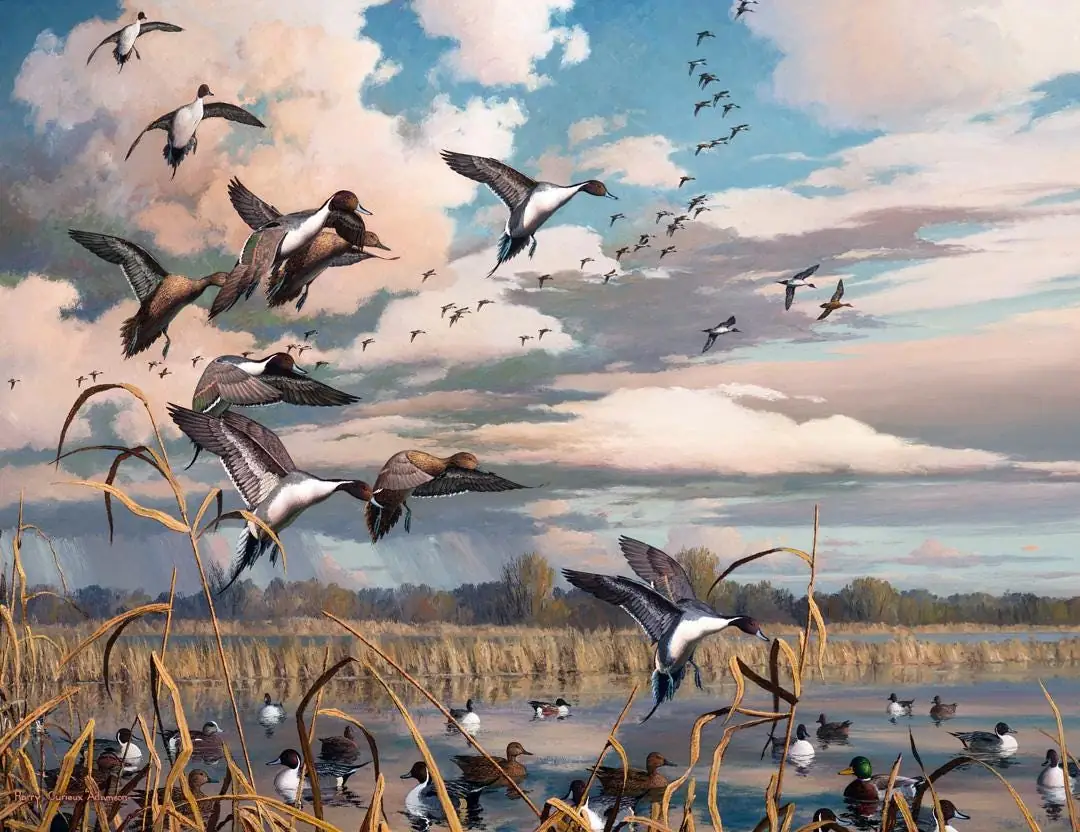 Mallards, Pintail Ducks in Marsh