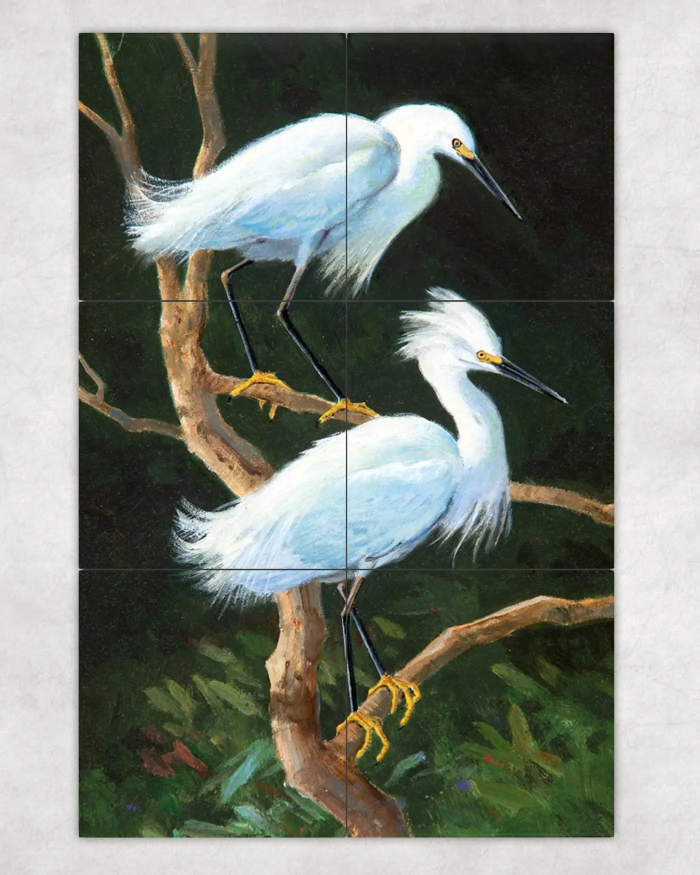 Snowy Egrets