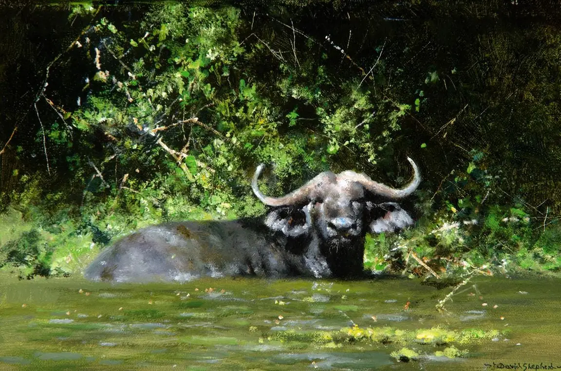 Cool Cape Buffalo