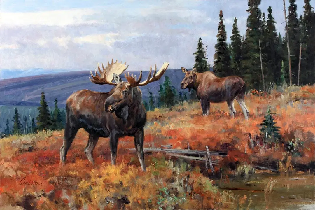 Moose, Wildlife Woodland