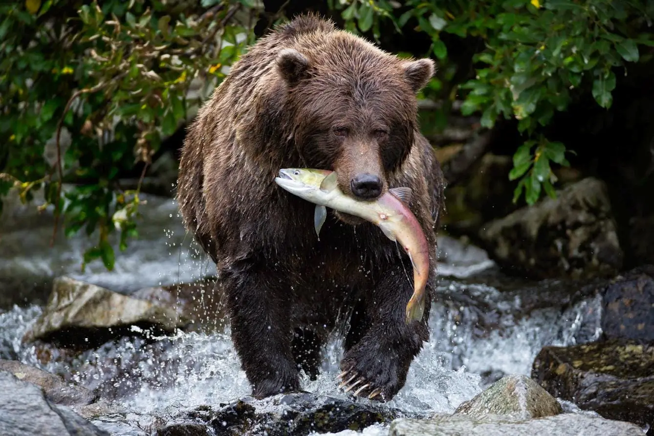 Fishing Bear