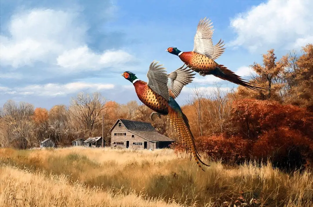 Pheasants Bird
