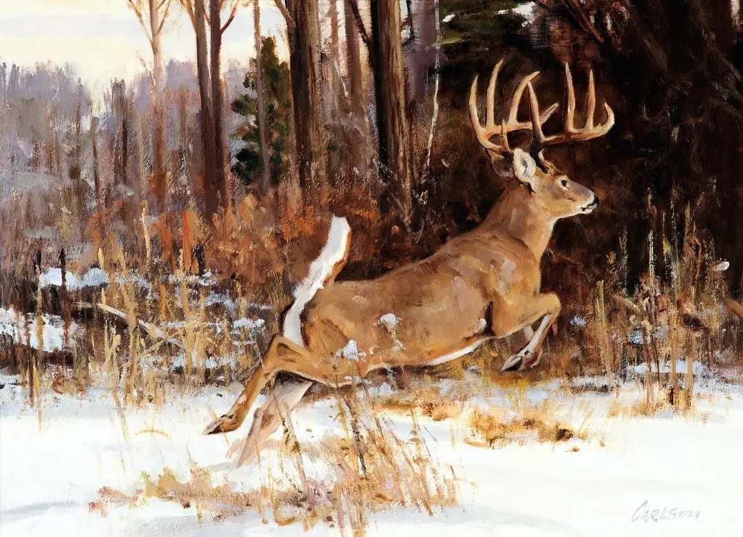Running Whitetail Deer in Nature