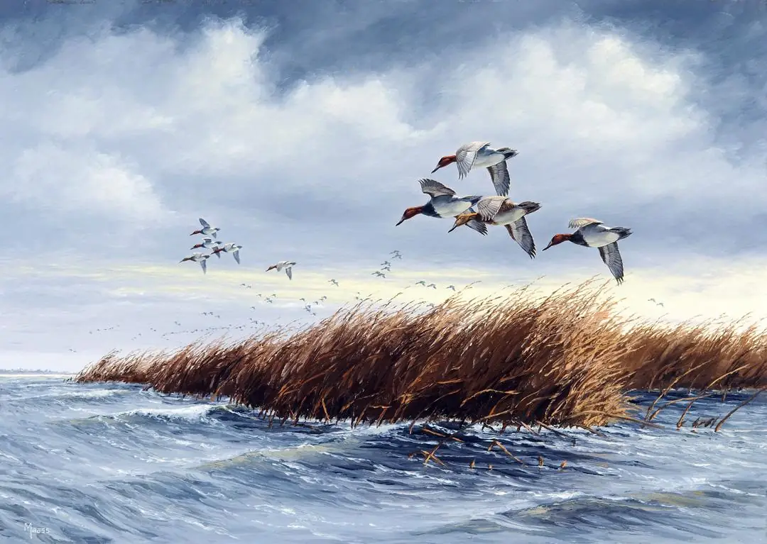 Canvasbacks Ducks