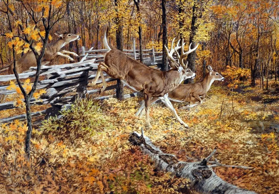 Whitetails Deer on the Move