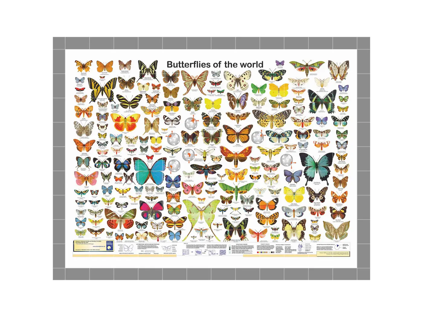 Butterflies of the World