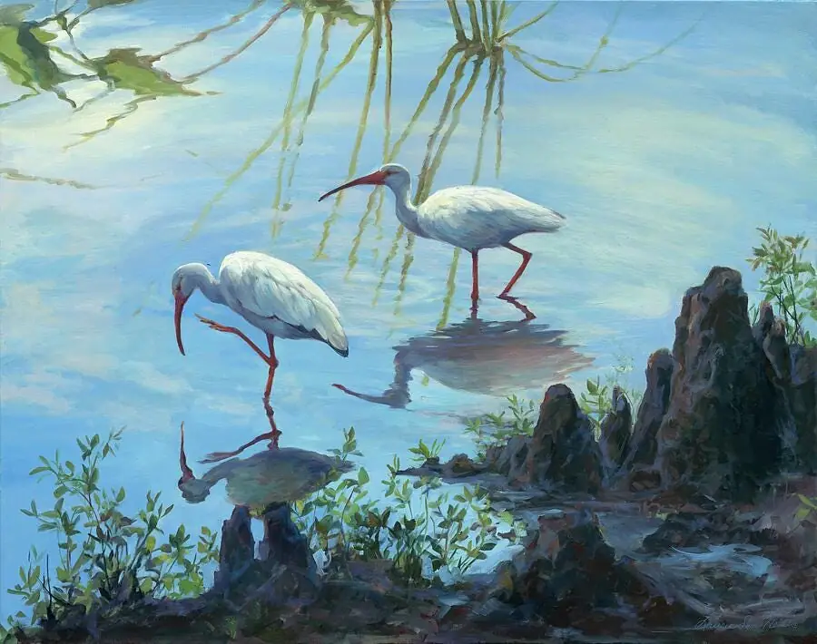 Ibis Cypress Birds in Nature Scene
