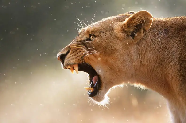 Lioness Displaying Dangerous Teeth