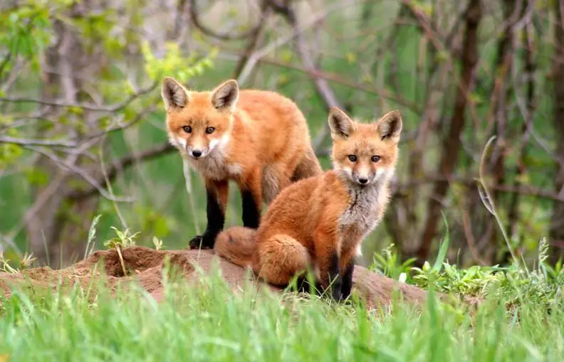 Amazingly Beautiful Red Fox Kits ceramic tile mural