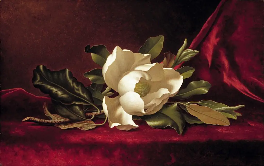 Martin Johnson Heade the Magnolia Blossom