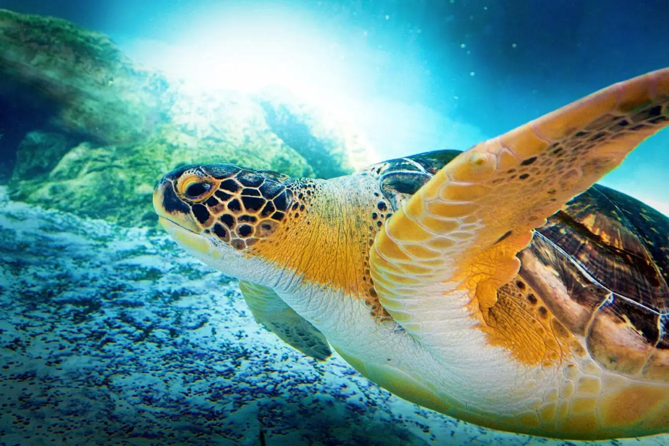 Green Turtle Swimming Close