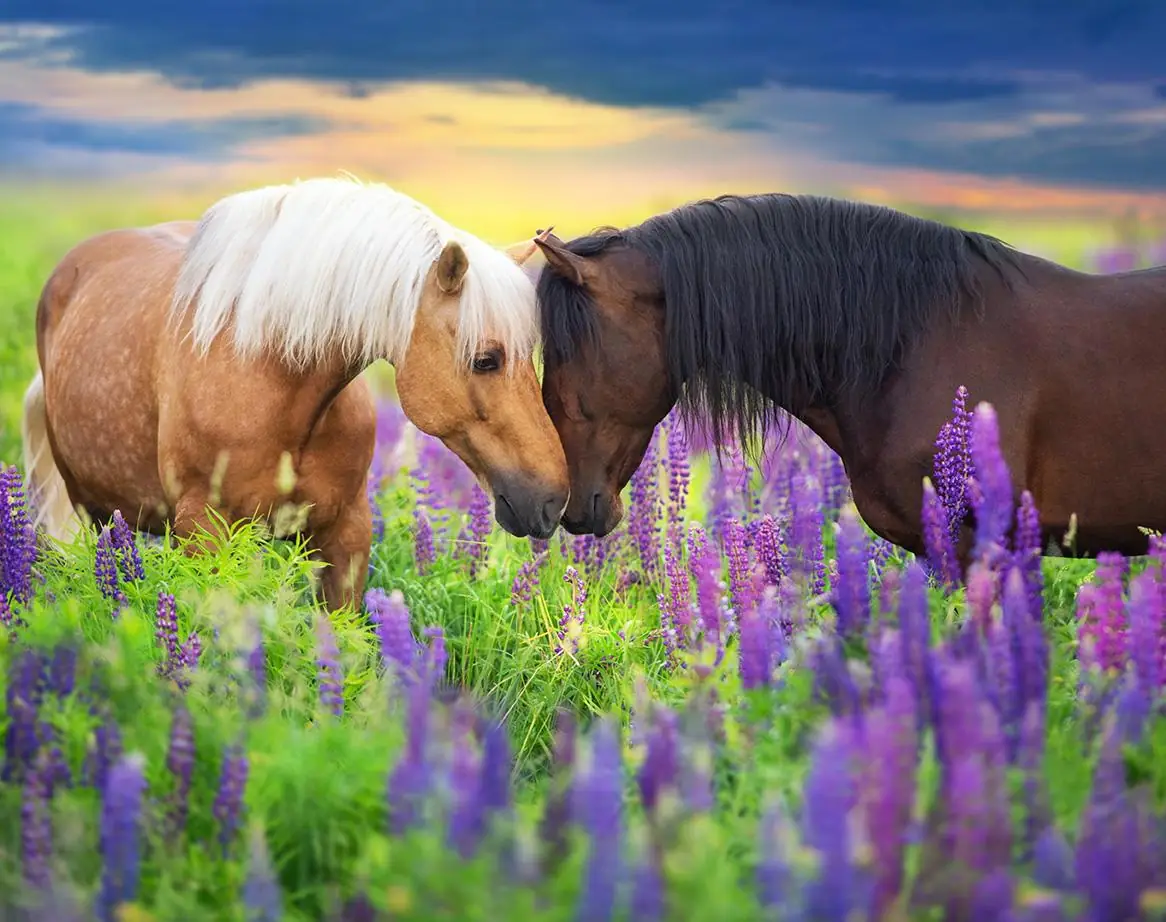 Palomino and Bay Horse with Long Mane in Lupine Flowers