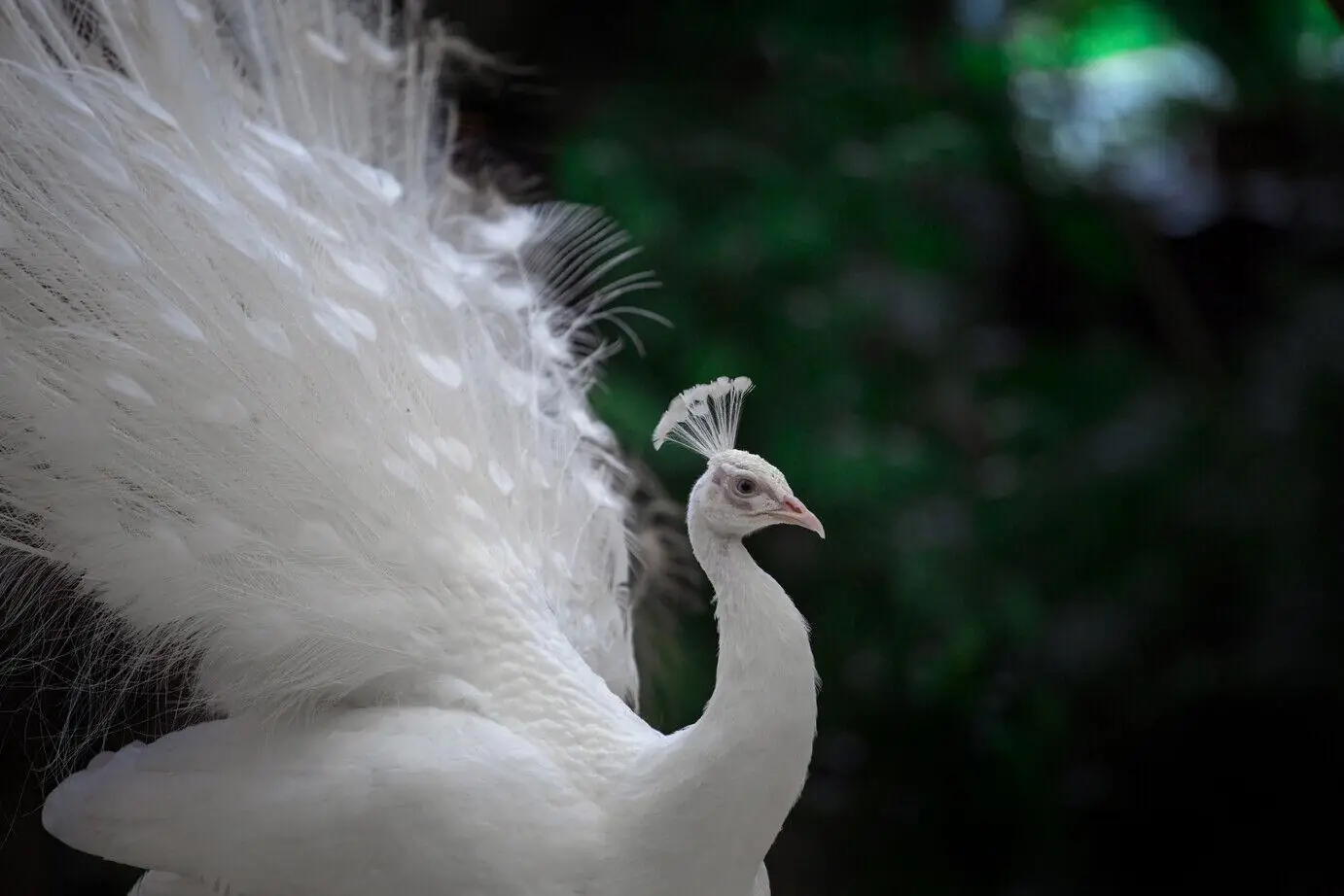 Close Up of a White Peacock Exotic Bird