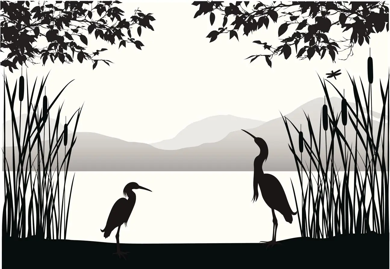 Heron, Egret, Birds in Marsh Silhouette, Cattails