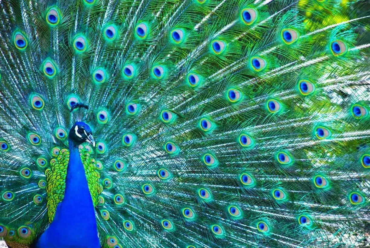 Blue Peacock Fanning Tail Feathers Exotic Bird