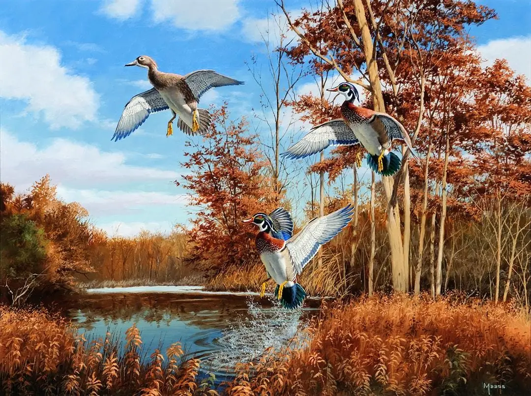 Colorful Wood Ducks, Marsh