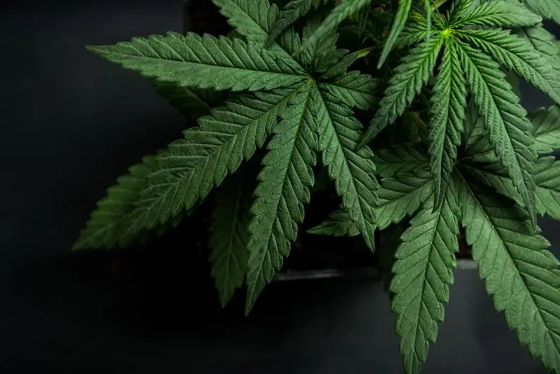Cannabis Leaf Marijuana, Weed