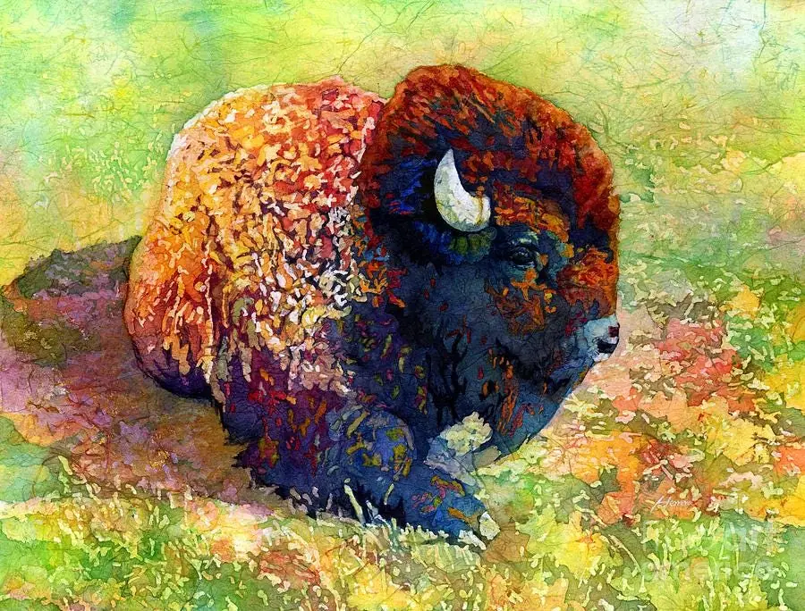 Resting Bison Buffalo