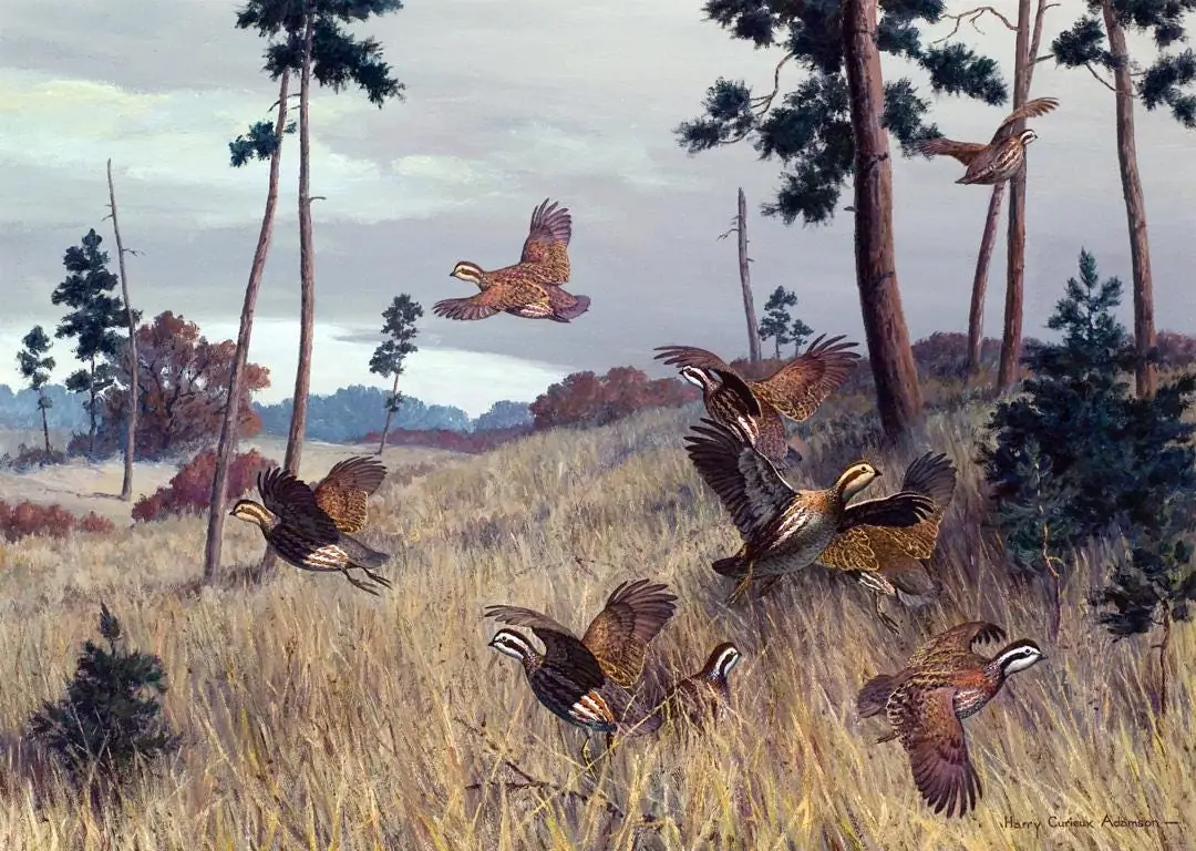 Quail Covey