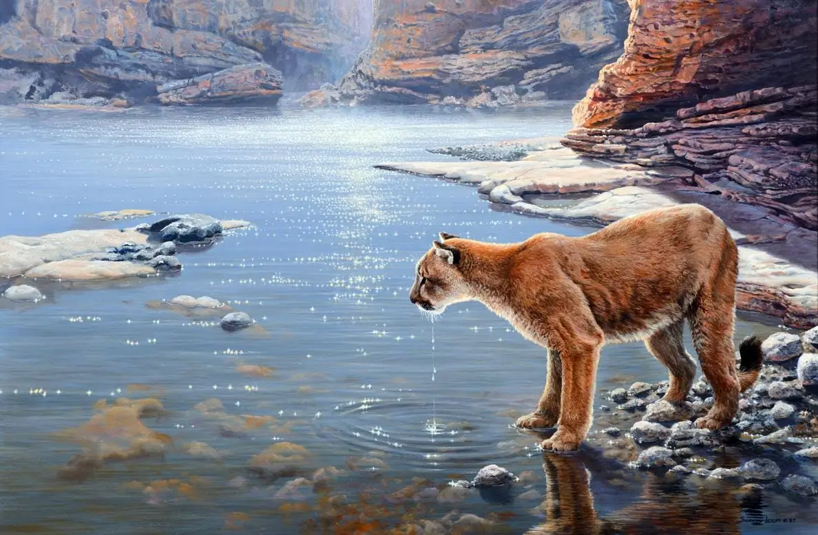 Canyon Creek Cougar