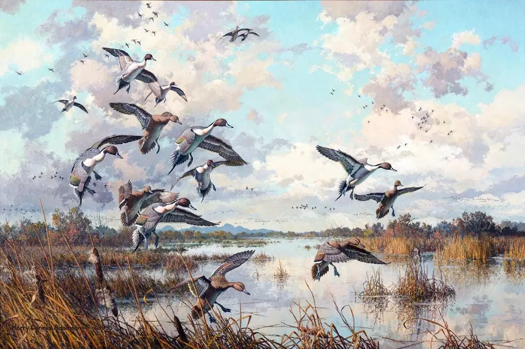 Mallards, Pintail Ducks in Marsh