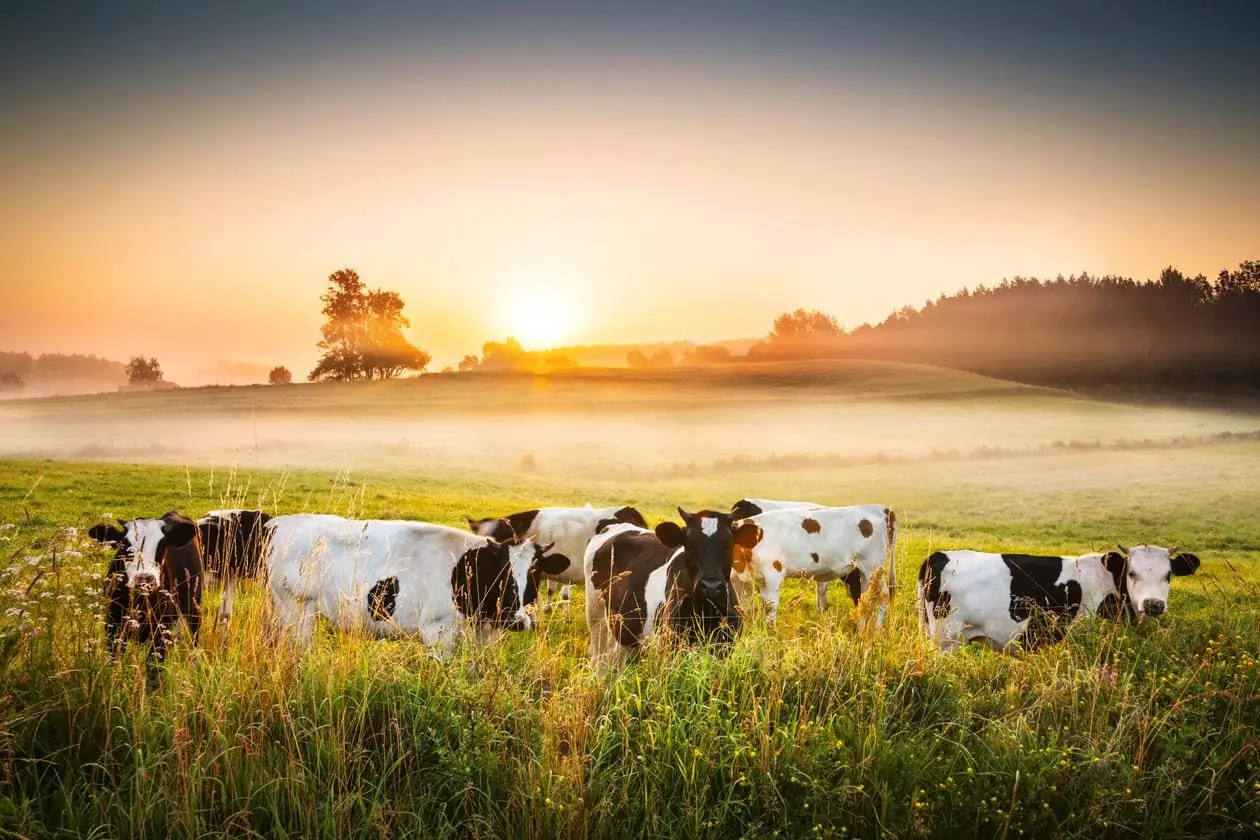 Cows at Pasture