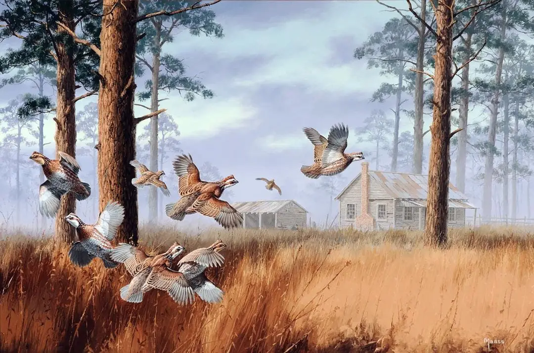Covey Rise, Quails Farm, Wildlife, Country Western