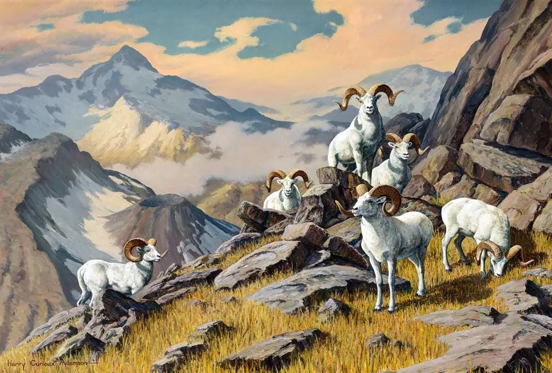 Dall Sheep on Mountain Top