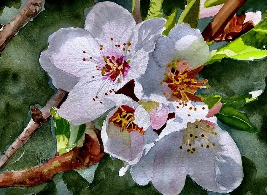 White Cherry Blossom Tree Flower Garden