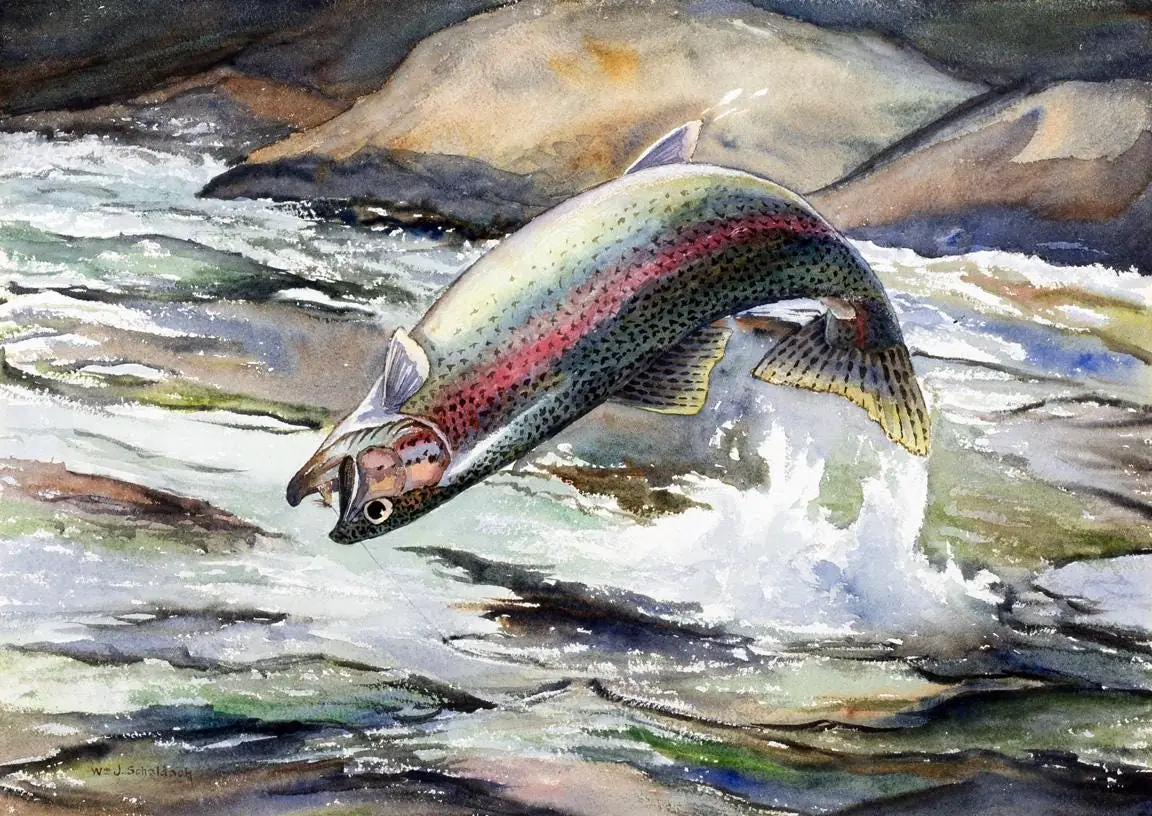 Leaping Rainbow Trout