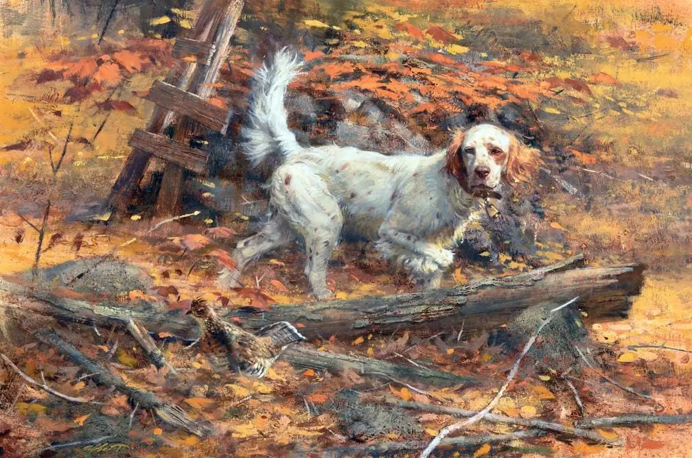 Barway Setter Hunting Dogs