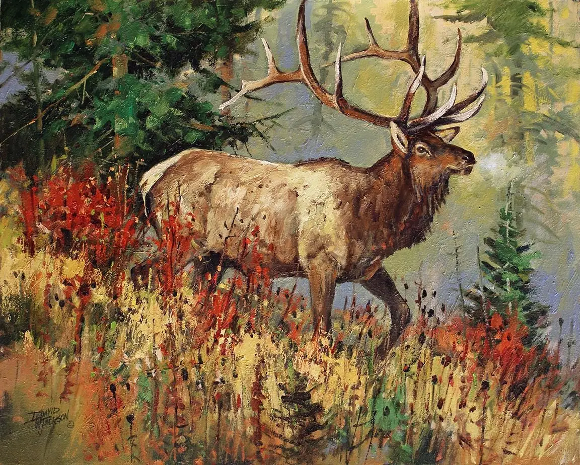 Elk in Woodland Forest in September