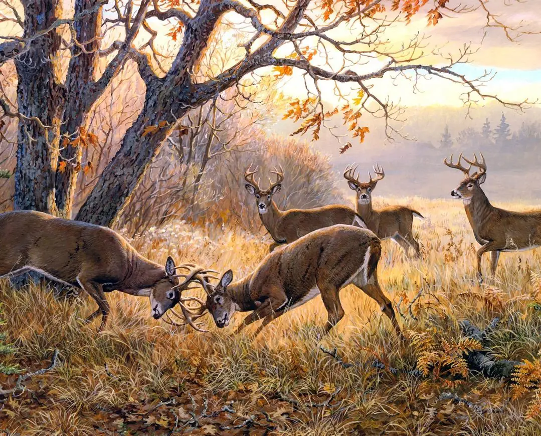 Red Deer Stags Fighting During Rutting Season in Autumn