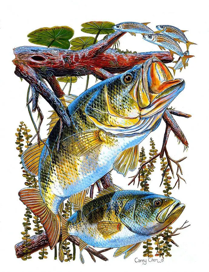 Lurking Bass Fish