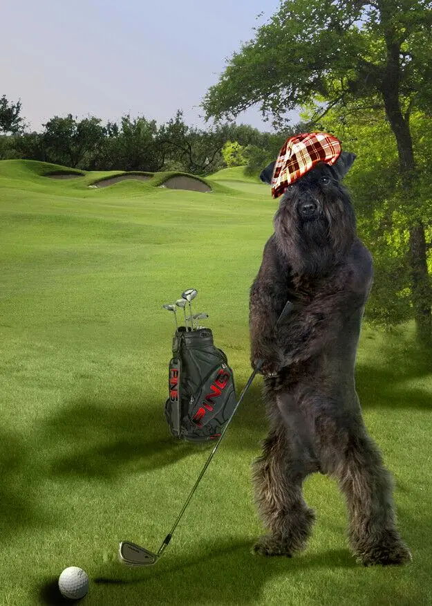 Golfing Terrier Dog Playing Golf Funny Animal