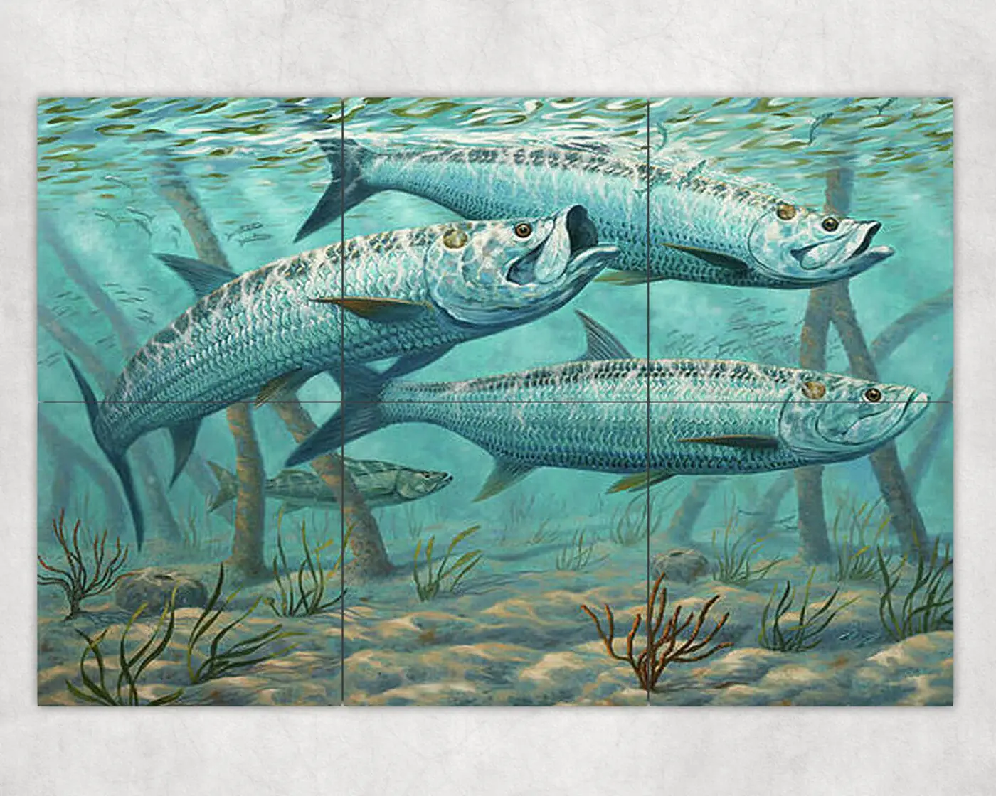 Snook Tarpon Sport Fish Mangrove