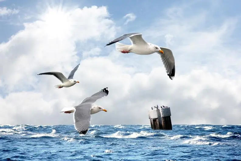 Seagulls Flying Over Ocean