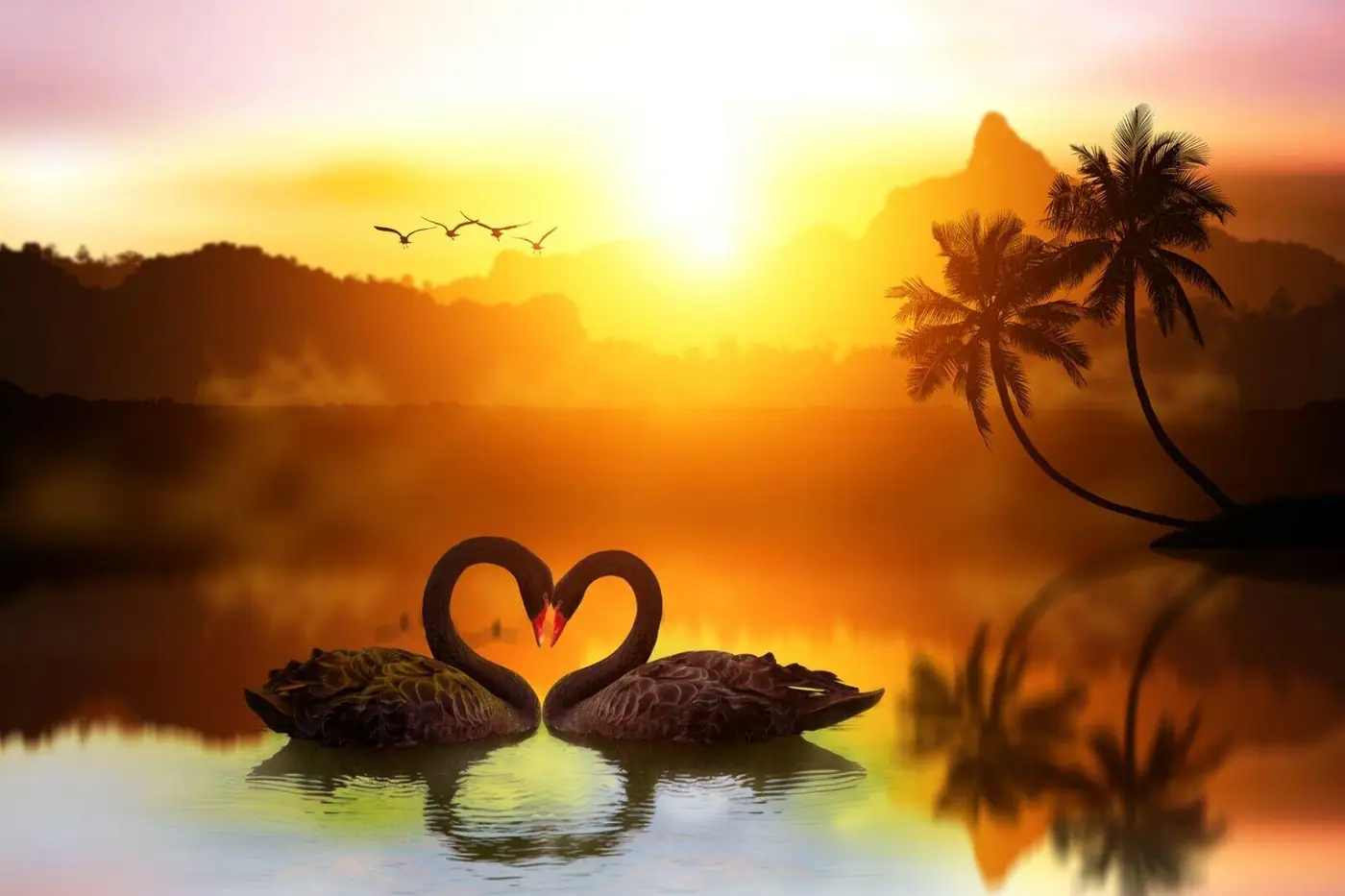 Black Swans in Lake Sunset Tropical Beach