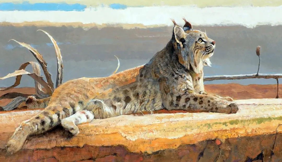 Bobcat, Wildlife