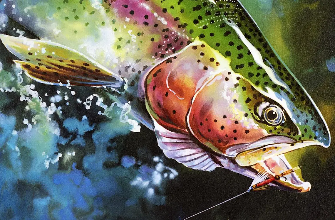 Trout Angler Fishing