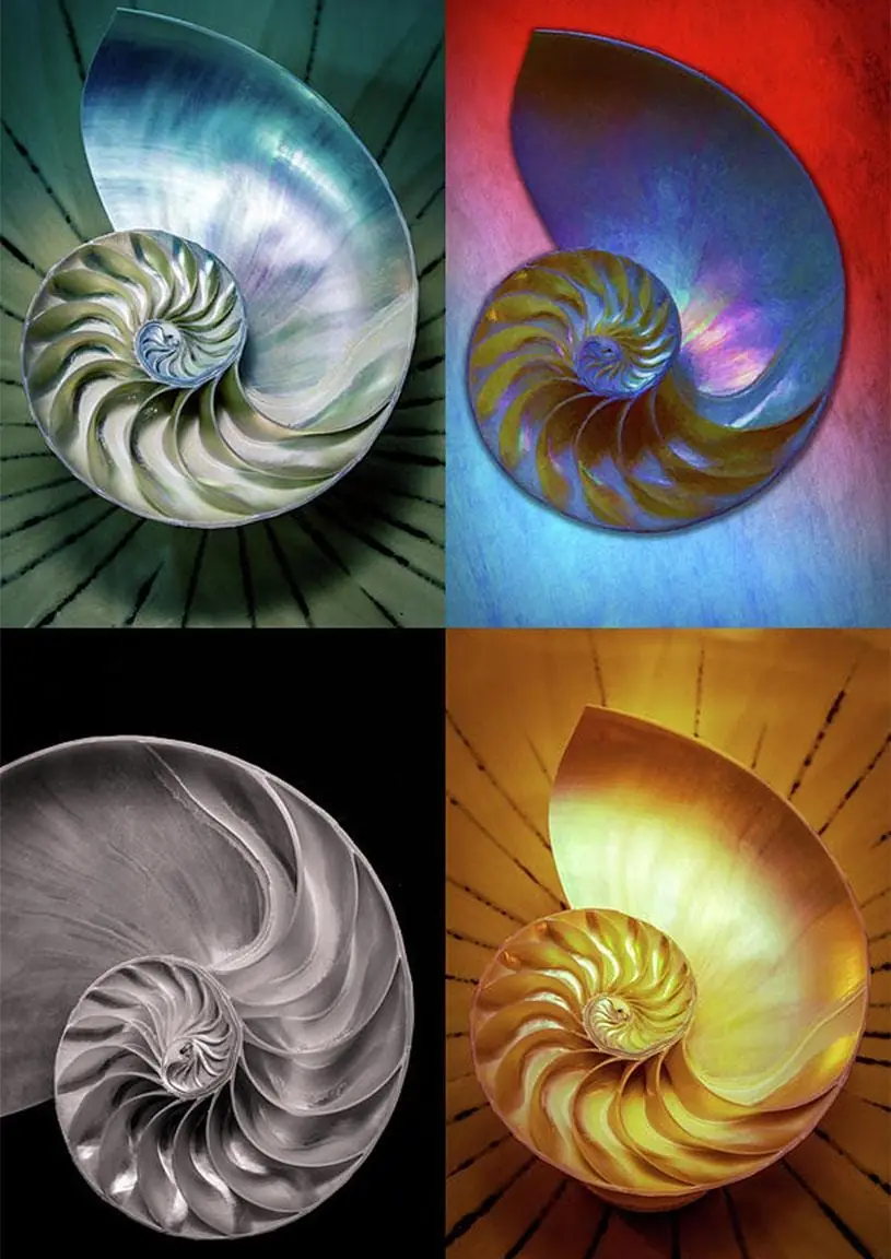Nautilus Shell