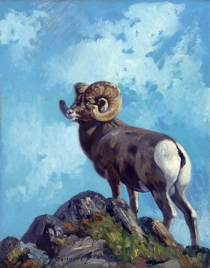 Rocky Mountain Ram